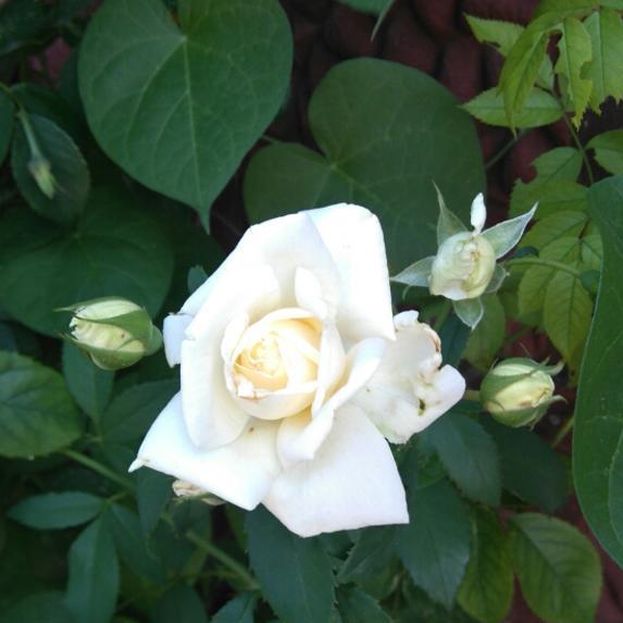 W moim ogrodzie nie zabrakło też klasyki