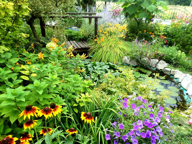 W oczko wodne nie ingeruję za wiele, lilia wodna opanowała już cały zbiornik.