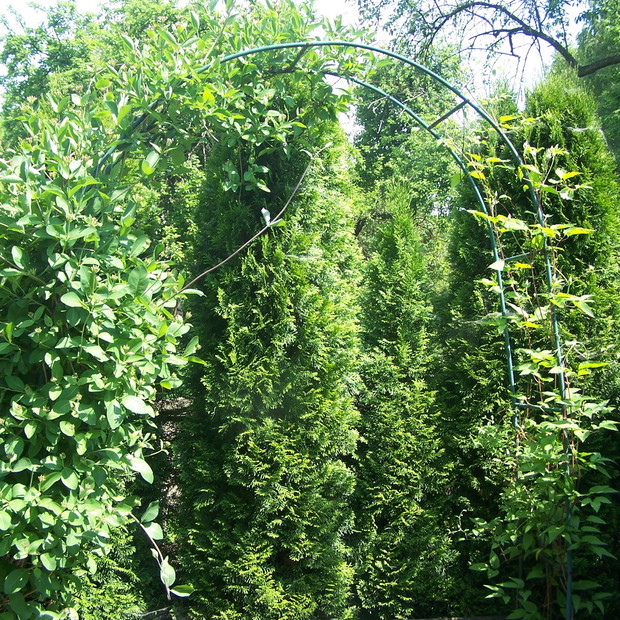 wiciokrzew pomorski i powojnik na pergoli nad ławeczką