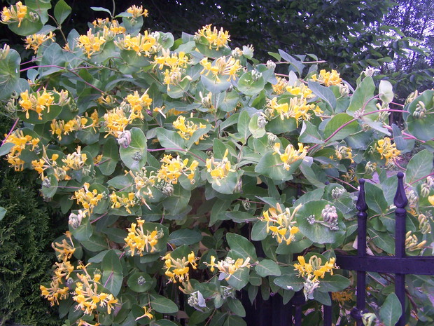 wiciokrzew Tellmana w pełni kwitnienia zdobi bramę wjazdową