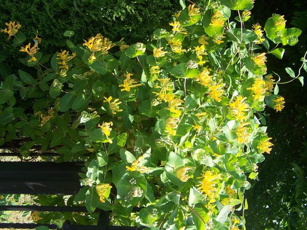 wiciokrzew Tellmana w pierwszej fazie kwitnienia