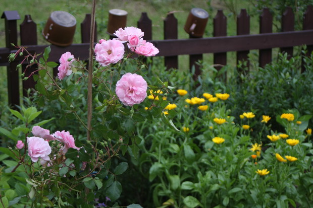 Wiejskich klimatów cd.