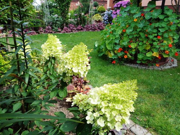 Wschodnia częśc ogrodu dla roslin cioniolubnych.