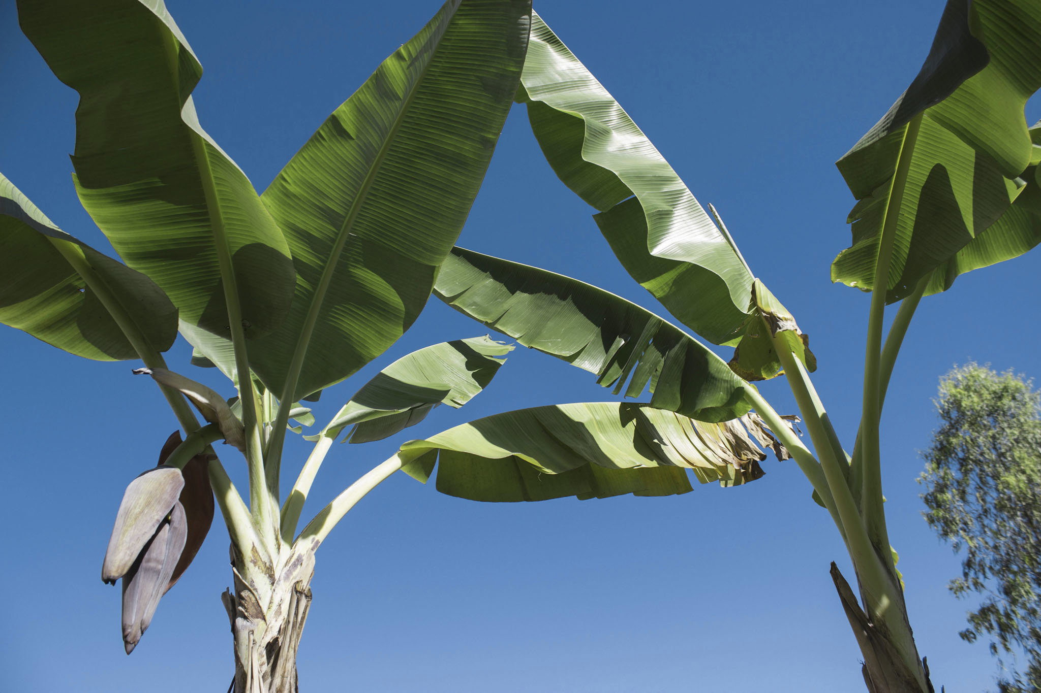 Wyhodowanie bananowca w Polsce jest trudne, choć nie niemożliwe (zdj.: Fotolia.com)