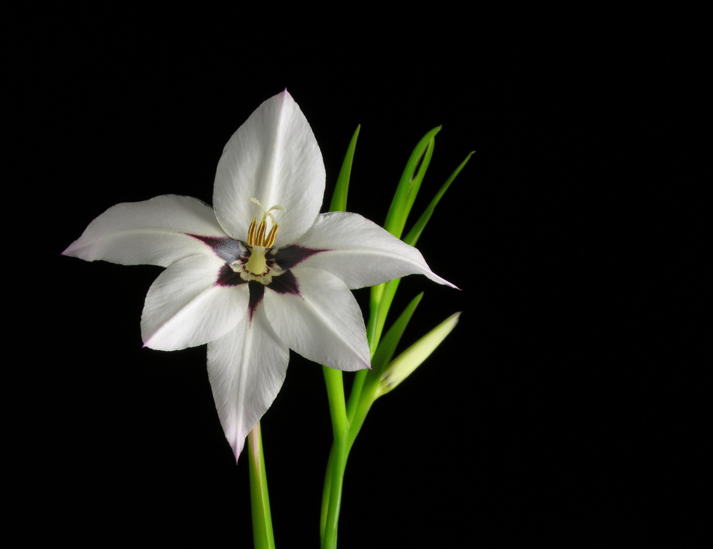 Wyjątkowa acidantera dwubarwna zdj.: Fotolia.com)