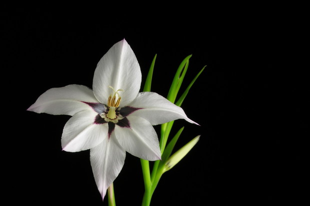 Wyjątkowa acidantera dwubarwna zdj.: Fotolia.com)