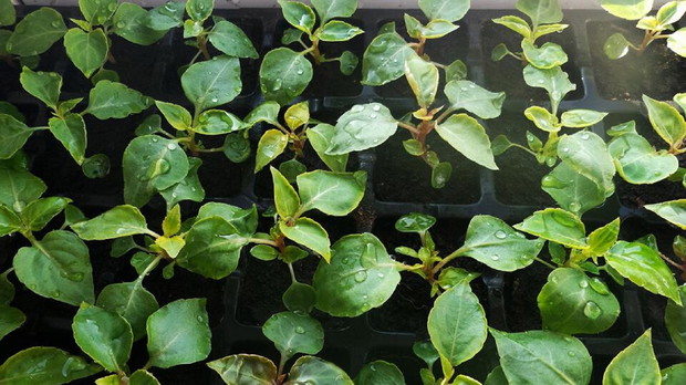 Wysiewy cd. niecierpki