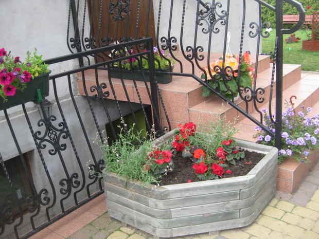 Zachwycające begonie 