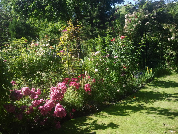 Zakątek baśniowy. 
Róże o nazwach bohaterów baśniowych takich jak Cinderella, Pink Panther, Peter Pan, Alladin, Schneewittchen, Rotkappchen itp.