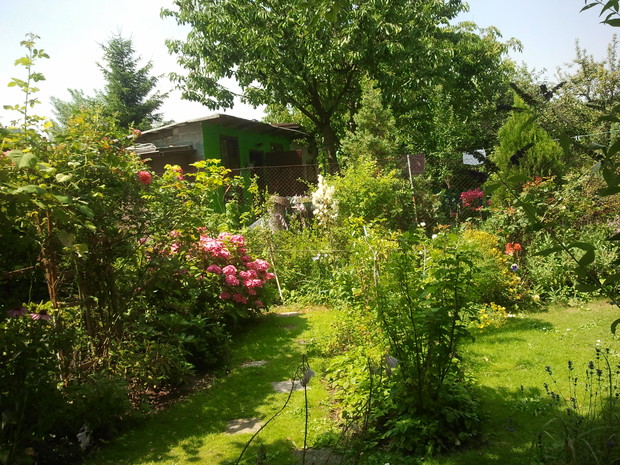 Zakątek owocowy powstał całkiem niedawno, bo w zeszłym sezonie na życzenie mojego Szkodnika ogrodowego czyli Mamy. Znajdują się tutaj czarna i biała porzeczka, jagoda kamczacka, borówki i poziomki.
Oprócz nich są tam posadzone różne gatunki mięty i inne z