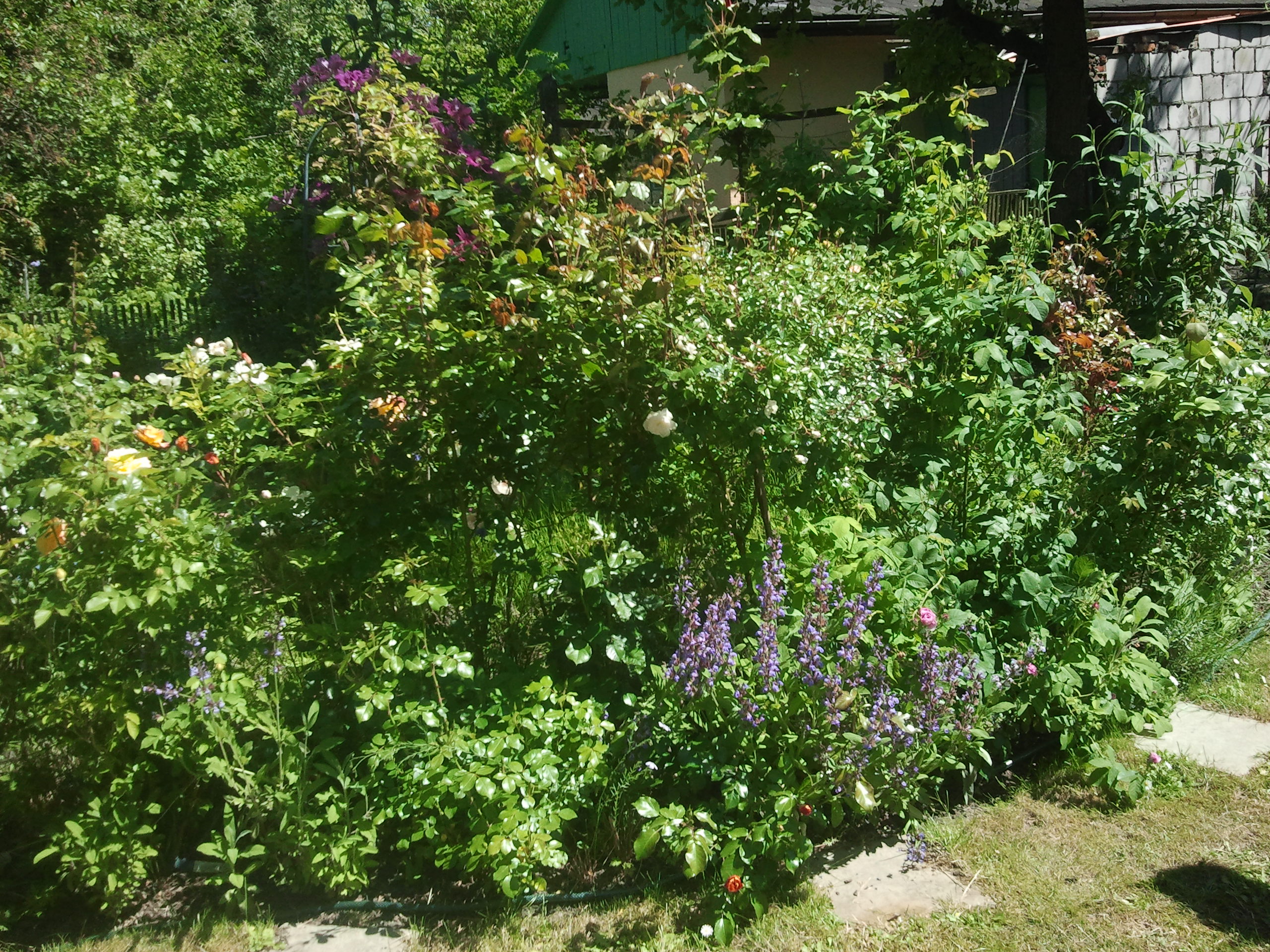 Zakątek Tolkienowski. Tutaj znajdują się róże i byliny o nazwach z rodem z trylogii Tolkiena. 
