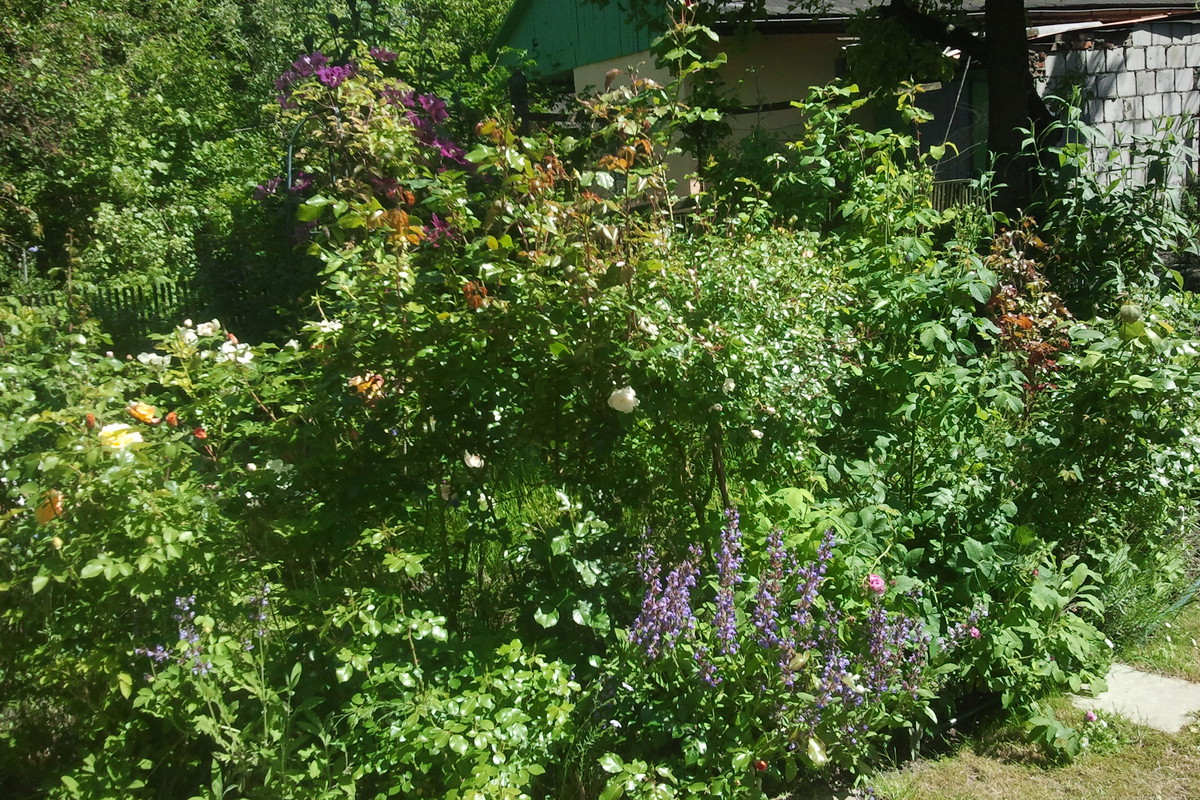 Zakątek Tolkienowski. Tutaj znajdują się róże i byliny o nazwach z rodem z trylogii Tolkiena.