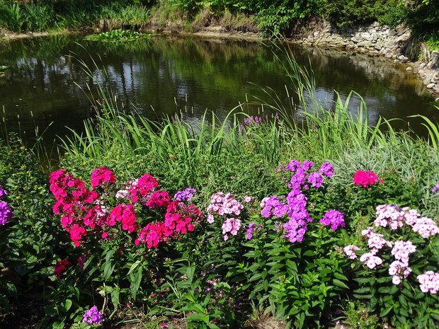 Zejście do stawu wyznacza pas floksów