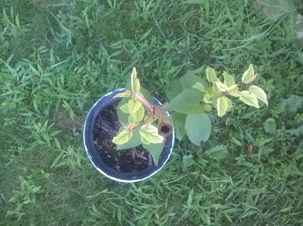 2 migdalowiec
wysiany z nasionka 2014
-moczony w cieplej wodzie kilka dni,dopoki nie opadlo ziarno na dno
potem wysiew do doniczki na balkon,

wg faz ksiezyca-jak nauczyl mnie tesc