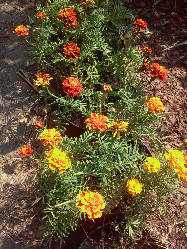 Aksamitki tworzą piękne obwodki mojego ogrodka 