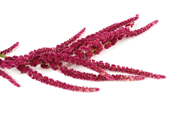 Amarantus (zdj.: Fotolia.com)