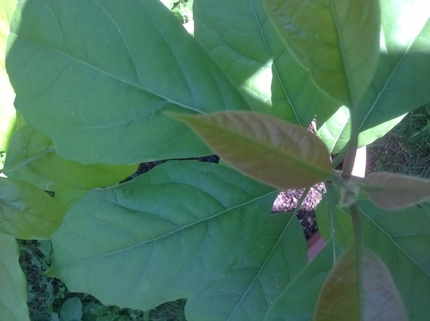 awokado ,liscie gorne