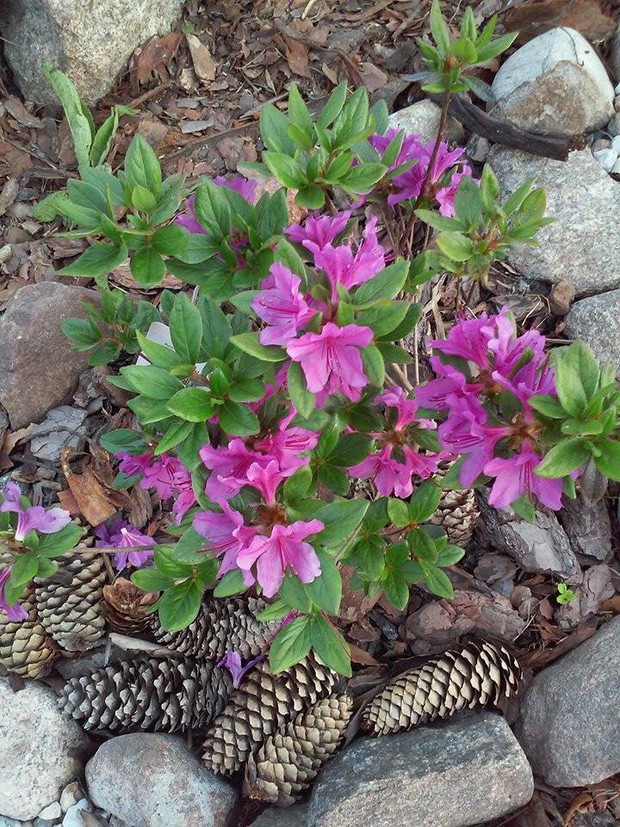 azalia obok skalniak