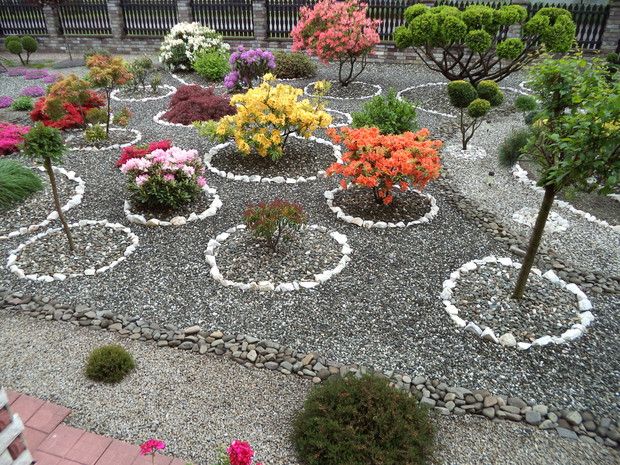 Azalie i różaneczniki