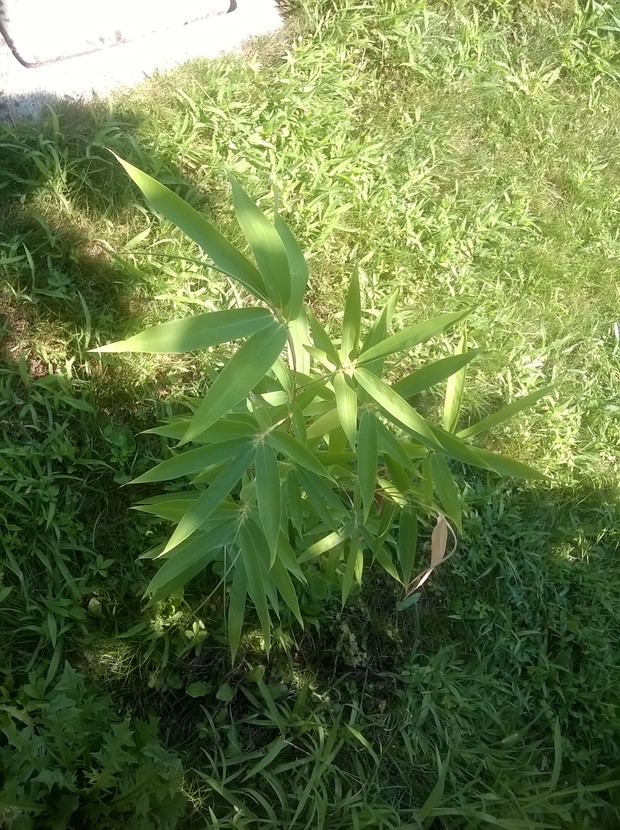 bambus z rozsady z ogrodu znajomych