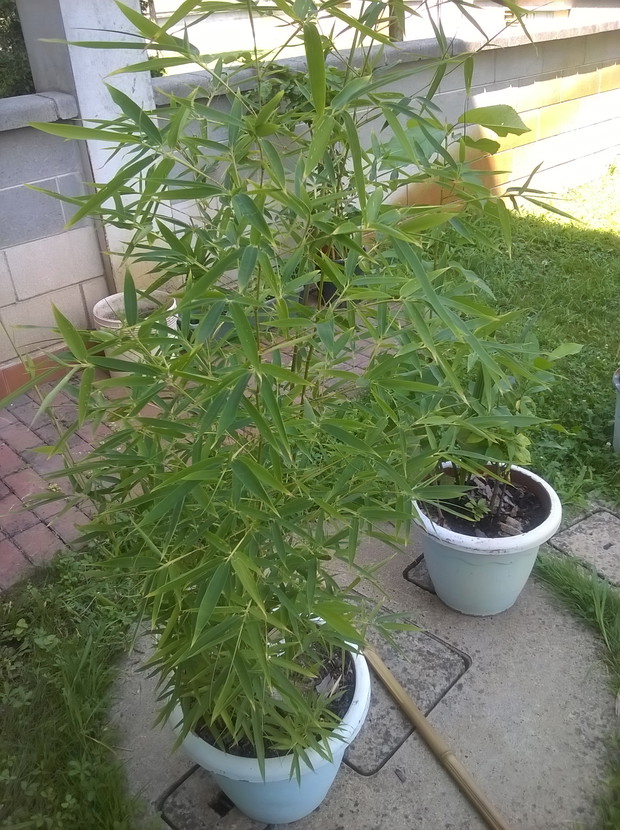 bambusy lubie jako dekoracje domu,rosiny..w kazdej odslonie:))