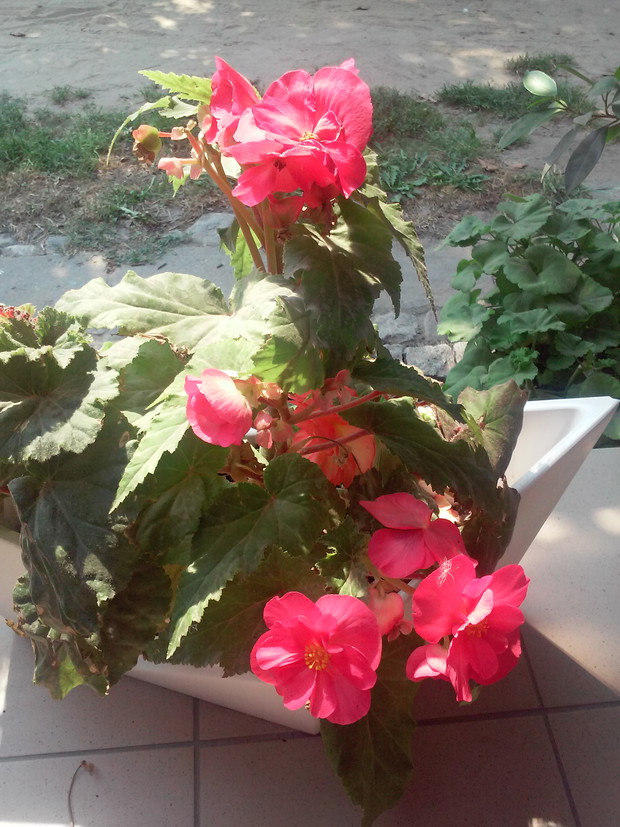 Begonia w fikusnej donicy jest wspaniala ozdoba tarasu 