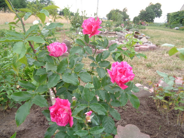 Biało -różowa róża wielkokwiatowa .