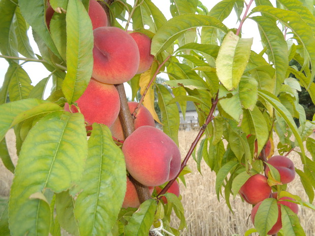 Brzoskwinia wydała owoce pierwszy raz .