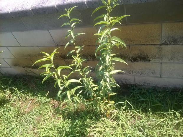 brzoskwinie 2 letnie