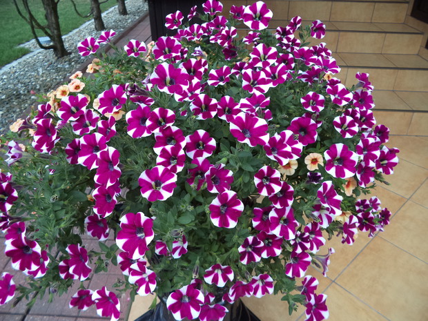 Calibrachoa-zawsze bujnie kwitnący zwis