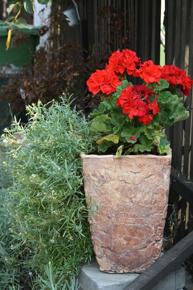 Ceramiczna donica i pelargonie - donica mojej produkcji :)
