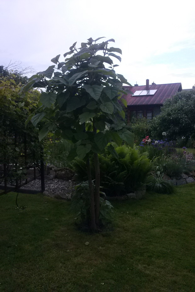 Cesarskie Drzewko Szczęścia [Paulownia puszysta]