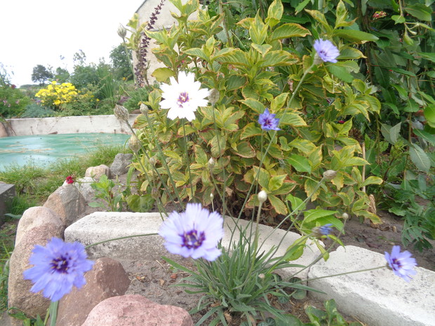 Chłodne barwy kupidynka.