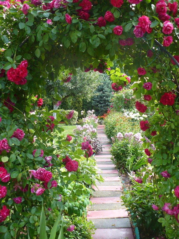 Ciąg dalszy alejki ogrodowej