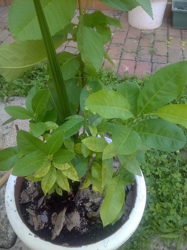 cytryna z ziarna 3 letnia 
odratowana.

i palma daktylowa .2 letnia