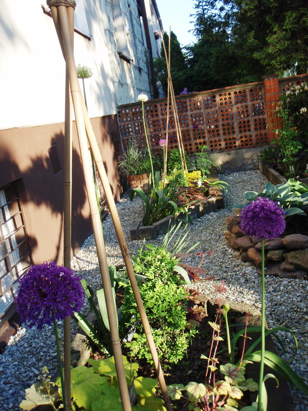 Czosnki jak mikrofony i tyczki, bambusowe, a pod nimi cytrynowe żurawki