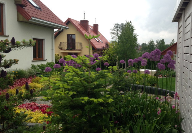 Czosnki ozdobne za domem