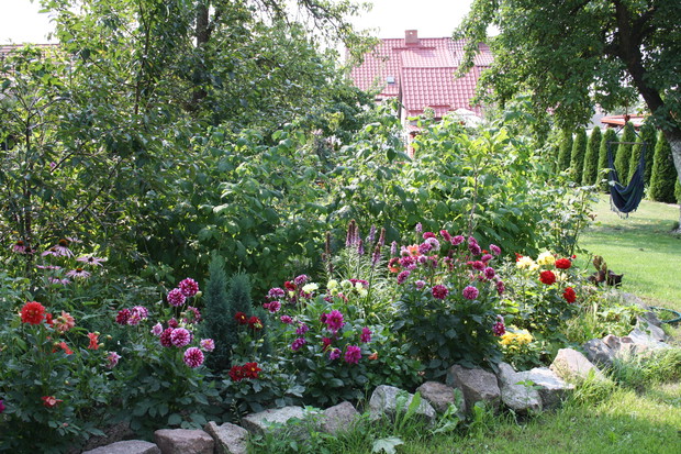 Dalie na tle malinowych krzaków.