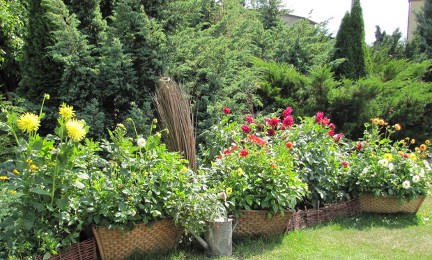 Dalie w wiklinowych koszach.