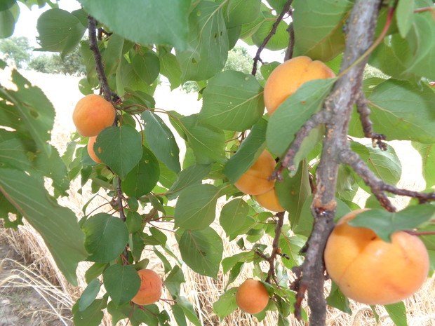 Dorodne owoce moreli.