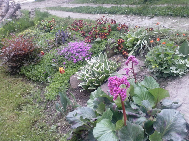 Druga część skalniaka