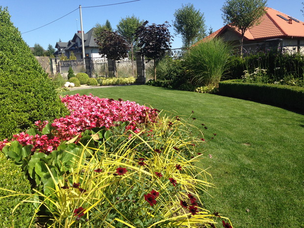 Dwa bordowe klony witają przy furtce