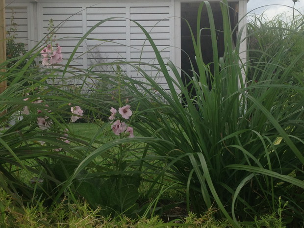 Dziewanny wśród traw