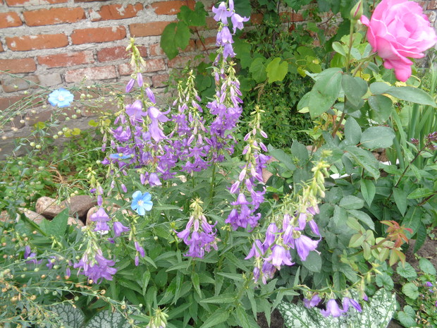 Dzwonek Poszarskiego ustroił się fiolety.