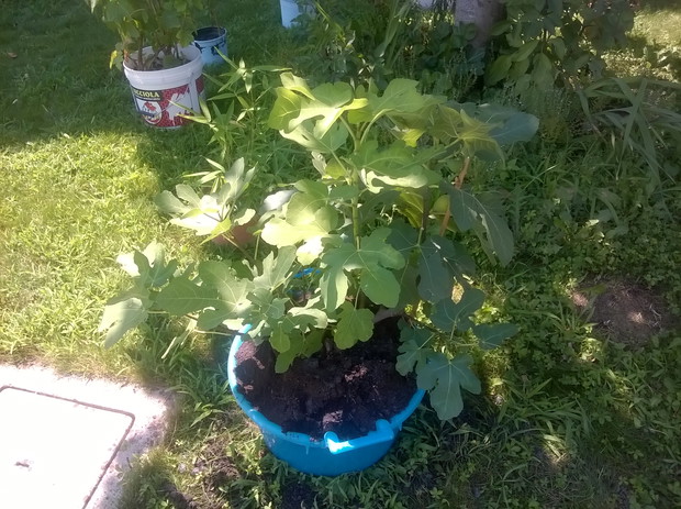 figowiec  (2013)
w misce..poszukuje duzej donicy 