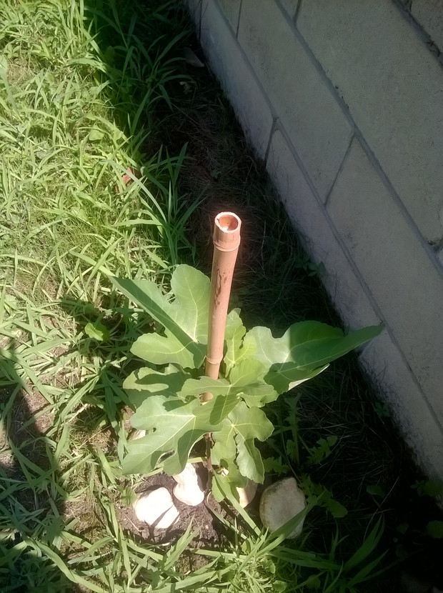 figowiec (owoce fioletowe)
galazka wypuscila listki tej wiosny i juz dosc sporo sie rozrosla
