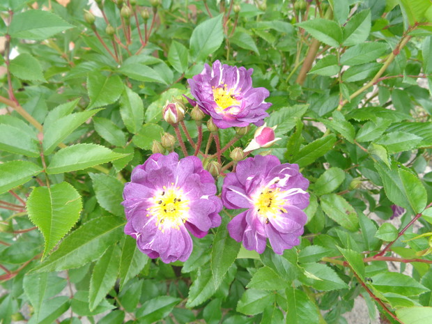 Fioletowo- żółte kolory róży pnącej.