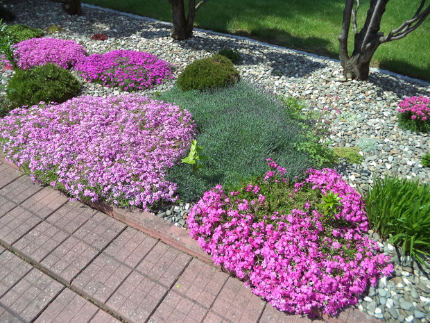 Floksy i goździk majowy