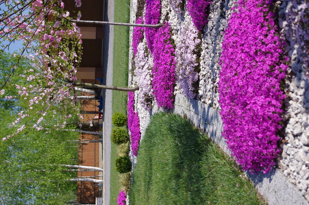 Floksy szydlaste pod Migdałkami