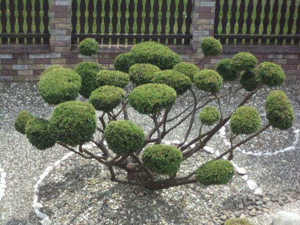 Formowany cis pospolity